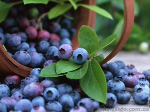 Працівники на упаковку чорниці для супермаркетів у Польщу #1119612