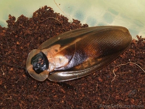 Блаберус кранифер #1124073