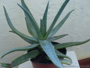 Алое лечебное 5 лет #1115337