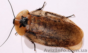 Архимадритский таракан #1124053