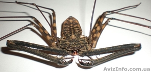 Дамон диадема (Damon diadema)  #1116994