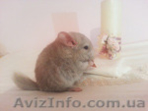 Продам элитных шиншилл #1118425
