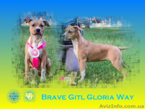 .Красивый щенок шоу класса  Амстафф #1114363