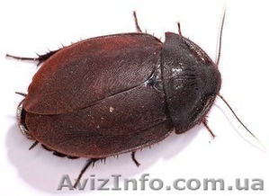 Тараканы капучино  #1124063