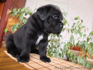 Открыта запись на щенков Кане Корсо #1118697