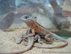 Название вида: Игуана мадагаскарская (Oplurus cuvieri) в наличии особи 20-25 см  #1117345