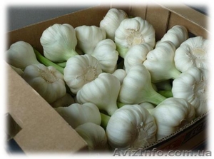 Фермерское предприятие продаст чеснок #1117758