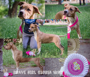 Ам.Стаф.Терьер девочка малышка  #1116297