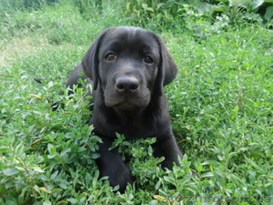 Щенки лабрадора ретривера ищут свою семью #1109598