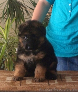 Немецкие щенки овчарка #1115488