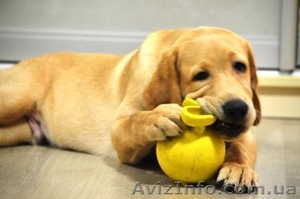 Замечательный малыш лабрадор-ретривер #1115700