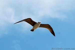 Уроки сценической речи,  дикции,  риторики. #1124820