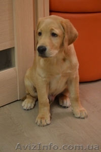 Породистые малыши лабродорчики ждут Вас #1114945