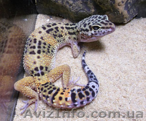 Эублефар (Леопардовый геккон) #1124046