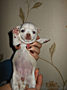 чихуахуа,  щенки #1114932