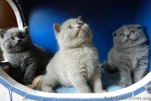 Шотландские плюшевые котята! Летние цены! Доставка. #1120590