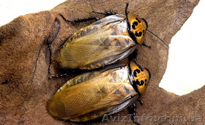 Шеститочечного таракана  #1124061