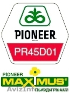 Семена озимого рапса  #1121306