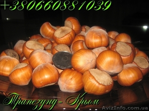 Саженцы фундука Трапезунд,  Керасунд #964145