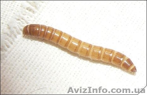 Мучной червь (Tenebrio molitor)  #1116478