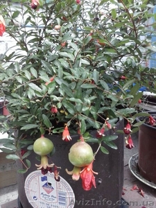 Гранат комнатный #1115332