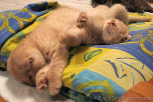 Самый лучший друг-это кот... #1115995