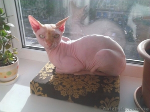 Замечательный кот Лысик #1120519