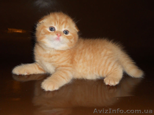 Продажа маленьких комочков счастья #1117967