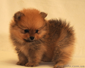 Померанский шпиц,  родословный (девочка) #1126673