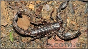 Hadogenes troglodytes #1120458