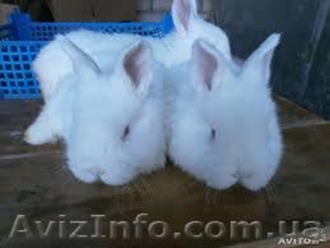 Продам кролей НЗБ. #1126226