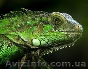 Игуана обыкновеноя (зелёная)  #1124044