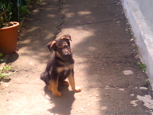 Продам щенков немецкой овчарки 3 месяца с документами КСУ #1124148