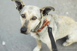 Прелестная собачка ищет дом! #1115952