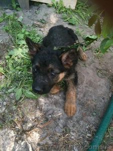 Продам щенков овчарки от хороших родителей #1114487