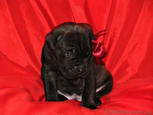 отличныещенки кане корсо #1114728