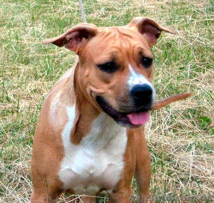 Уникальная девочка Шоу Класса Стафф с Киева  #1122265