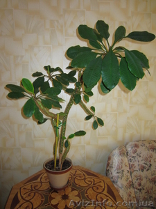 Продам Эуфорбию - Молочай беложильчатый. Взрослое растение высотой 1 метр #1117620