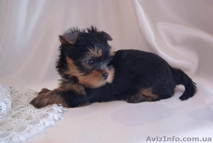 Щенки йоркширского трьера #1116296