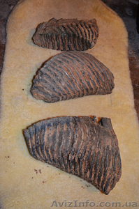 продам зубы моржа #1118822