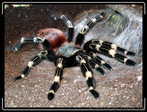 Нанду хроматус  #1116980