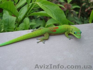 Мадагаскарский  геккон #1124049