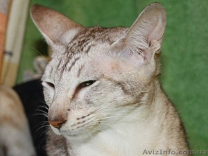 Ориентальная серебристая макрелевая #1122230