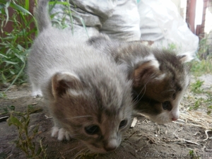 Отдам котяток в хорошие руки. не породистые #1122749