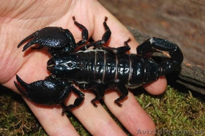 Pandinus imperator #1120455