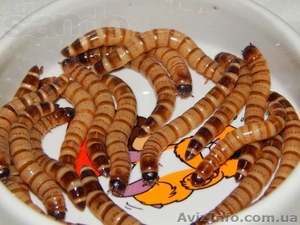 Zophobas morio  #1116489