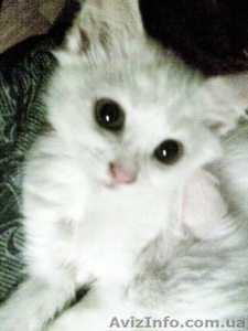 Белый и пушистый котейка даром! #1118982