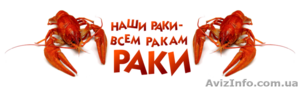 Раки оптом и в розницу #1124512