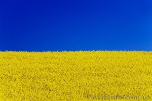 купим  рапс пшеницу сою кукурузу ячмень #1114169