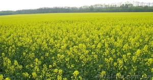 =купим подсолнечник,  рапс,  пшеницу,  сою,  кукурузу,  ячмень.= #1116755